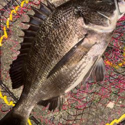 ヘチってきました