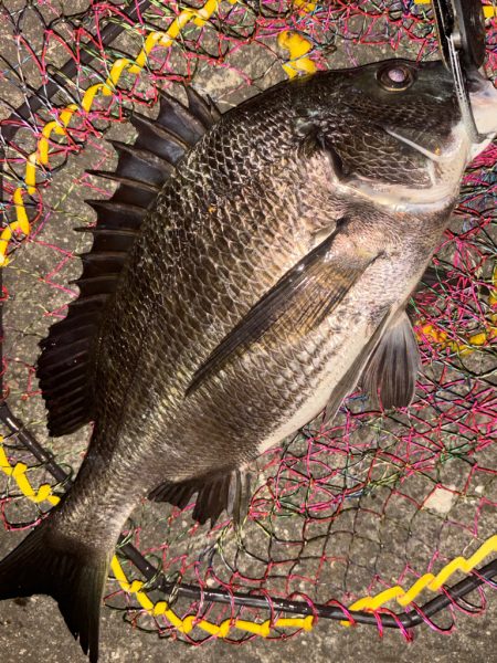 ヘチってきました