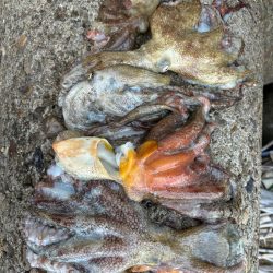 オクトパッシング16