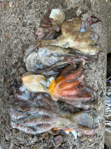 オクトパッシング16