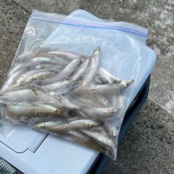 鳥取でキス釣り！今キスが釣れるポイントはここです！！