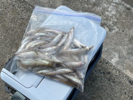 鳥取でキス釣り！今キスが釣れるポイントはこ…