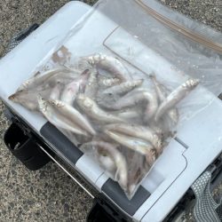 赤穂周辺でキス釣り｜序盤はサイズ良かったが次第にピンギス