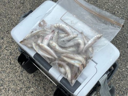 赤穂周辺でキス釣り｜序盤はサイズ良かったが…