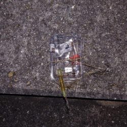 清掃活動：梅雨メバル調査4