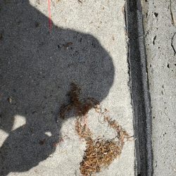 清掃活動：命のとりあい