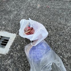 清掃活動：豆アジ回遊中その2