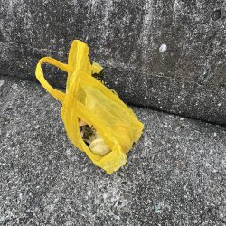 清掃活動：全方向イワシさん