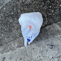 清掃活動：サビキ好調