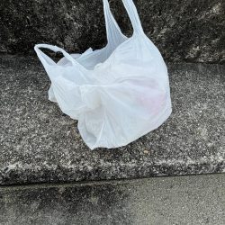 清掃活動：イワシ多め