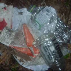 清掃活動：7月の淡水魚