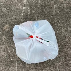 清掃活動：渋過ぎます　おチヌさん