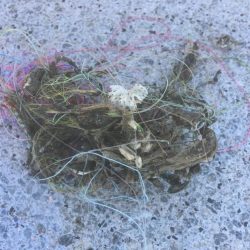 清掃活動：中アジ