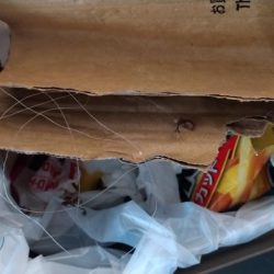 清掃活動：キスぼちぼち