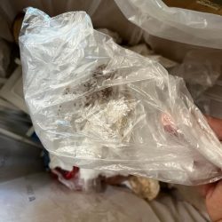 清掃活動：キス釣り