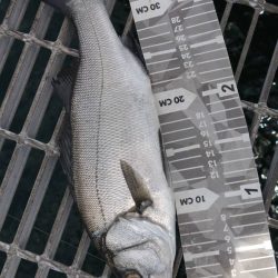 もたつき1尾止まり…