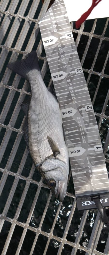 もたつき1尾止まり…