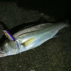 夜シーバス