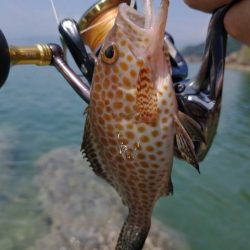 魚種は豊富だー