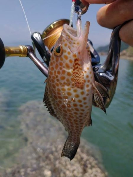 魚種は豊富だー