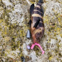 アオハタラッシュ