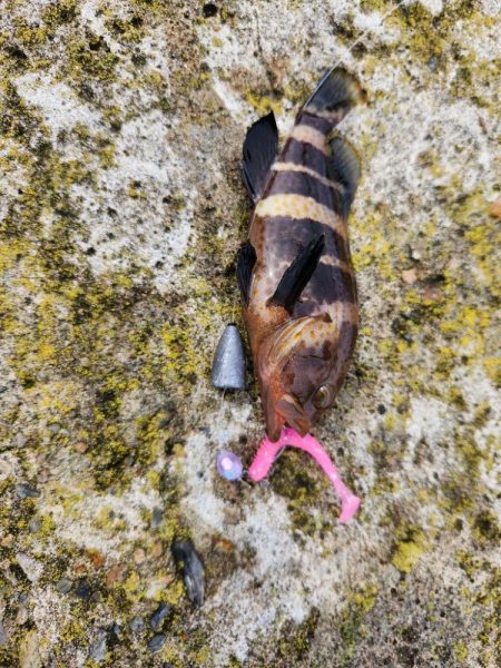 アオハタラッシュ