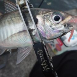 雨の止みまにアジング
