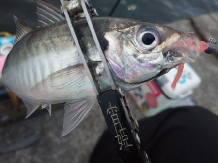 雨の止みまにアジング