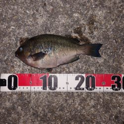 梅雨明けメバル調査