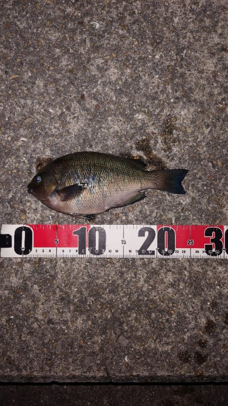 梅雨明けメバル調査