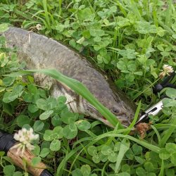 オールドタックルで