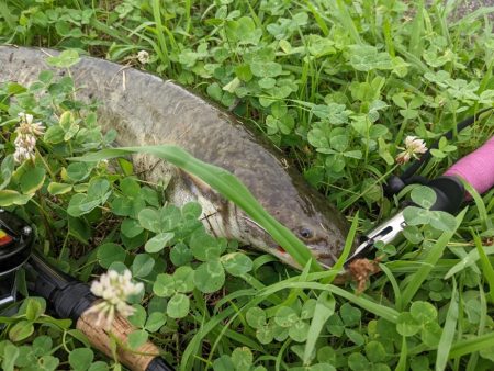 オールドタックルで