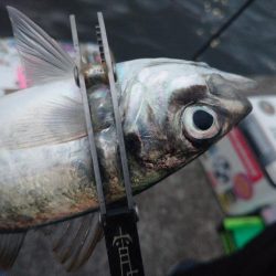 雨の止みまにアジング