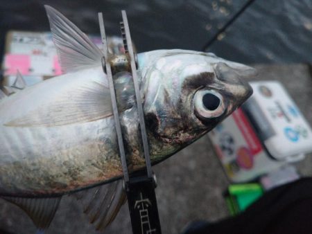雨の止みまにアジング