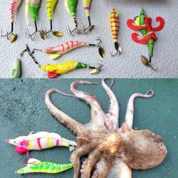 伊勢湾沖／タコ釣り開幕！