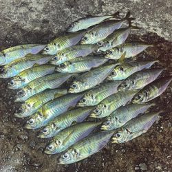 一晩中無限アジング