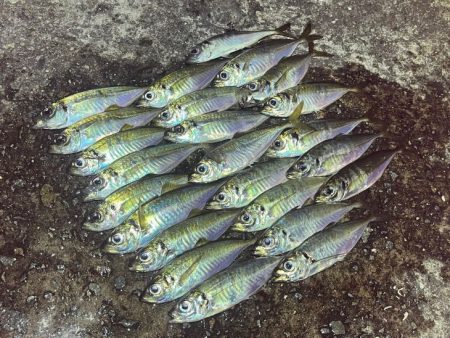 一晩中無限アジング