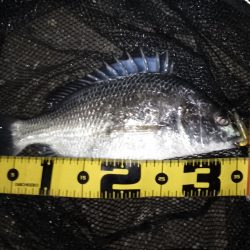 ベイトはイナっ子