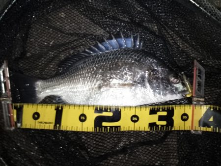 ベイトはイナっ子