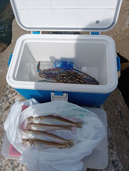 高砂港、弾丸キス釣行その2