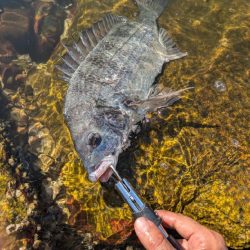 ようやく叶いました。