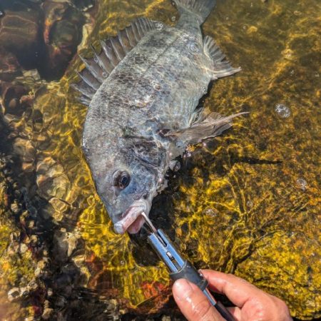 ようやく叶いました。