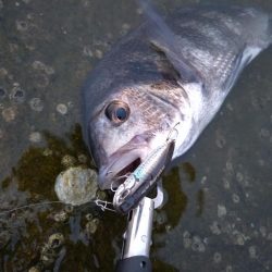 入れ食いチヌトップ