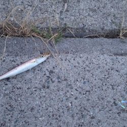 久々のジグサビキ