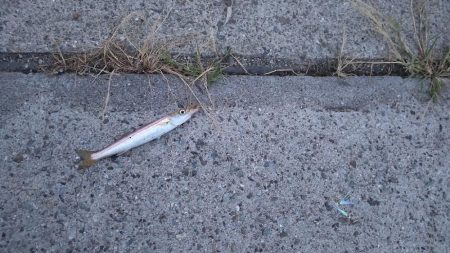 久々のジグサビキ