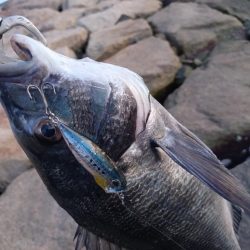 今日も短時間チヌトップ