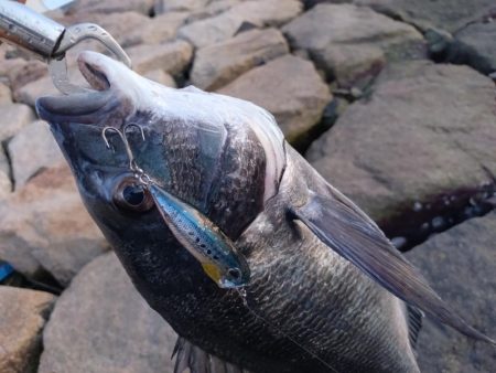 今日も短時間チヌトップ