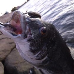 今日も短時間チヌトップ😁