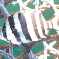 急遽リベンジ釣行へ…