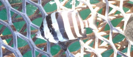 急遽リベンジ釣行へ…